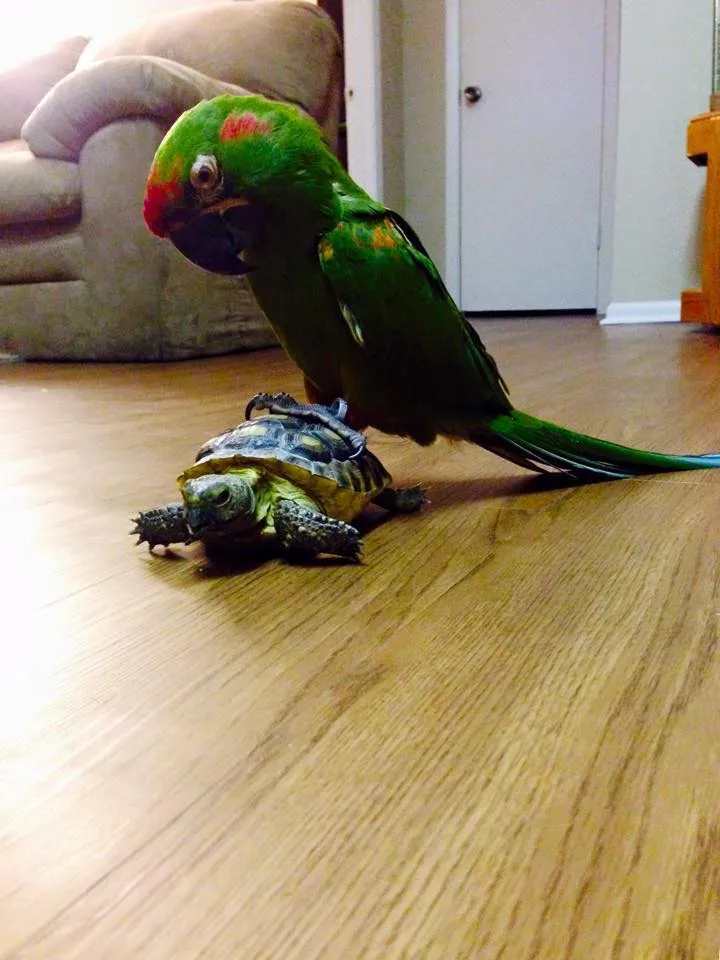     Green Amazon parrot standing on the shell of a turtle on a hardwood floor inside a home living room.