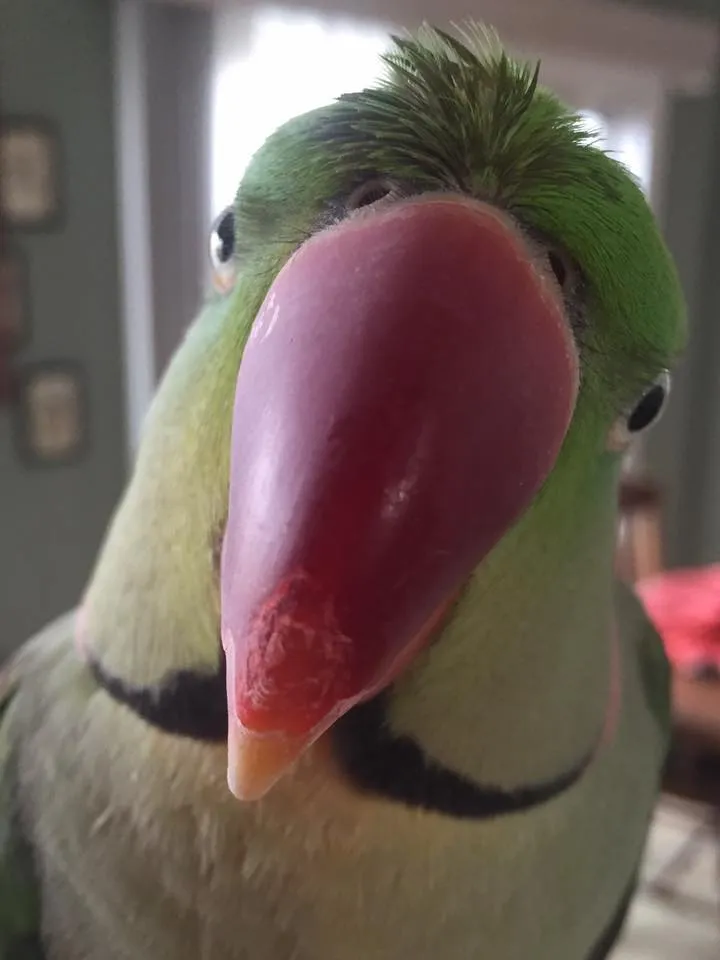     Close-up of a green rose-ringed parakeet with a red beak looking directly into the camera indoors.