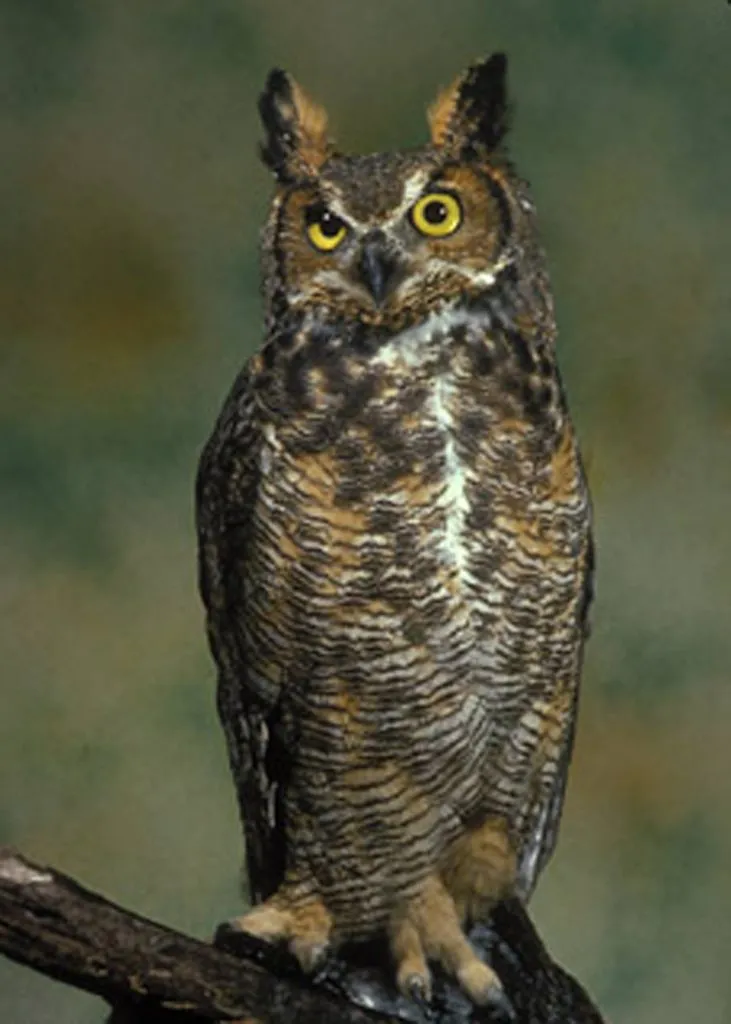 Great horned owl perched on a branch with bright yellow eyes facing forward.