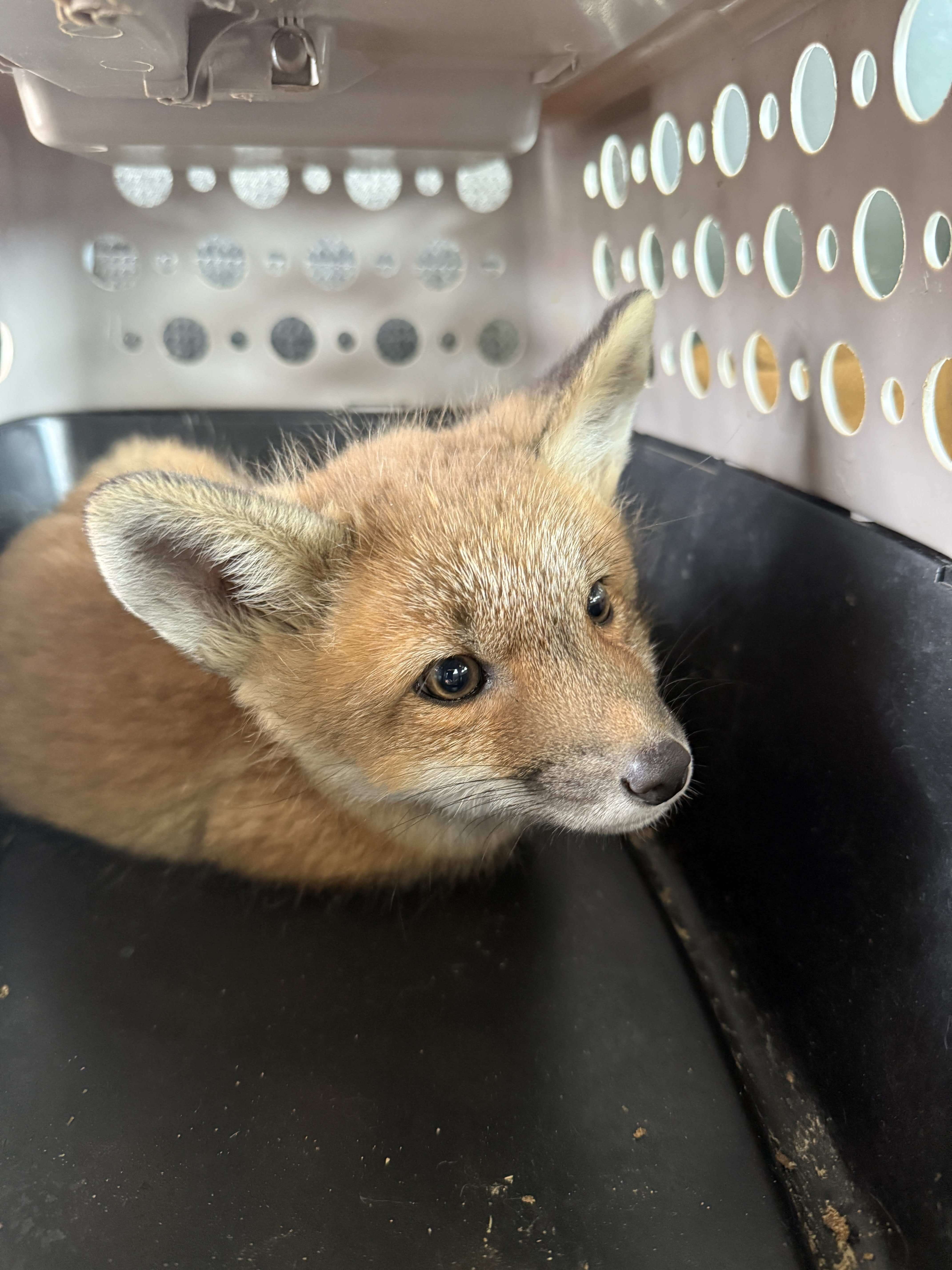 Close-up of a baby fox kit resting in a towel after rescue