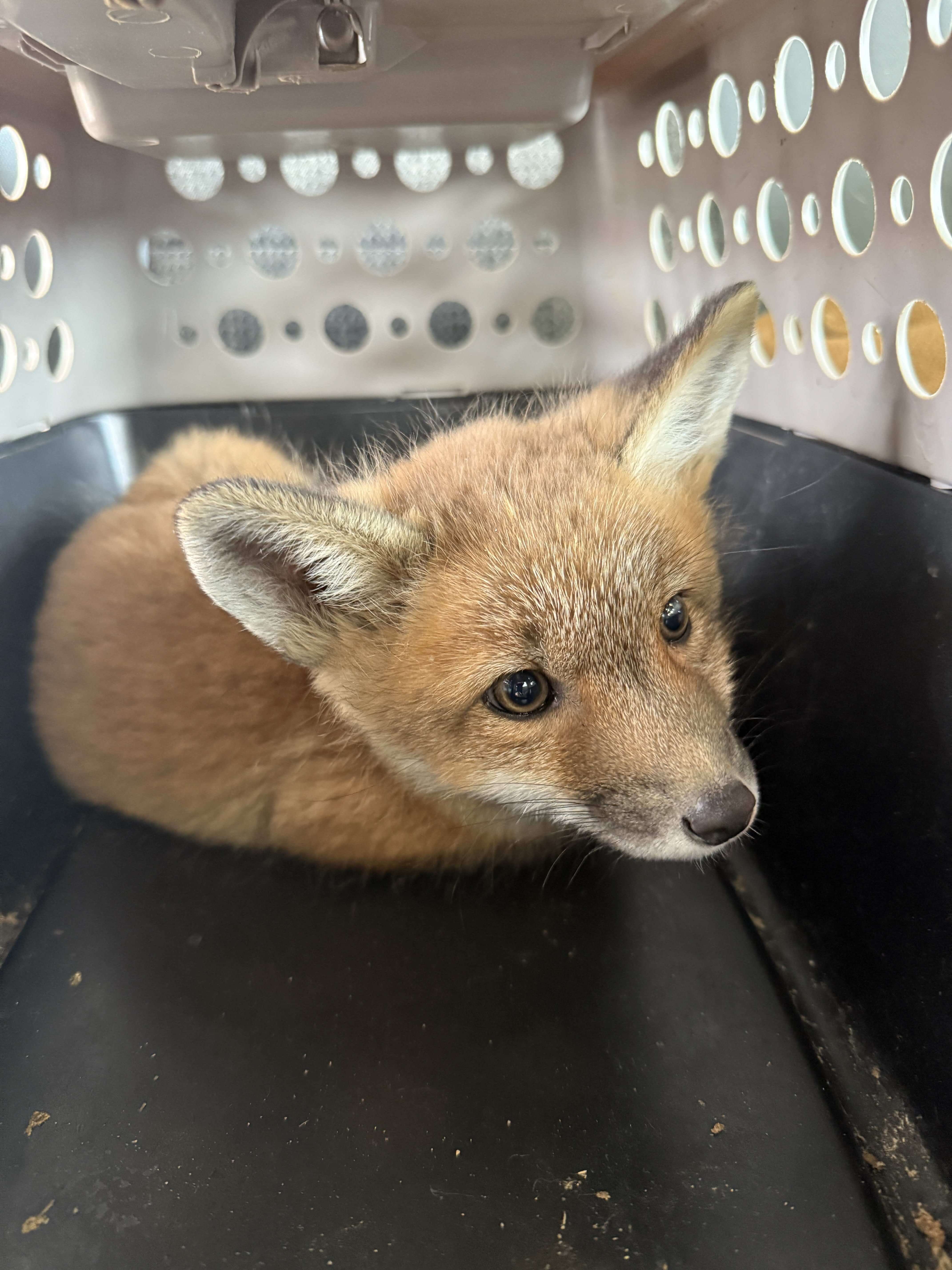 Baby fox resting inside a pet carrier after rescue, with ears perked and soft expression, awaiting evaluation