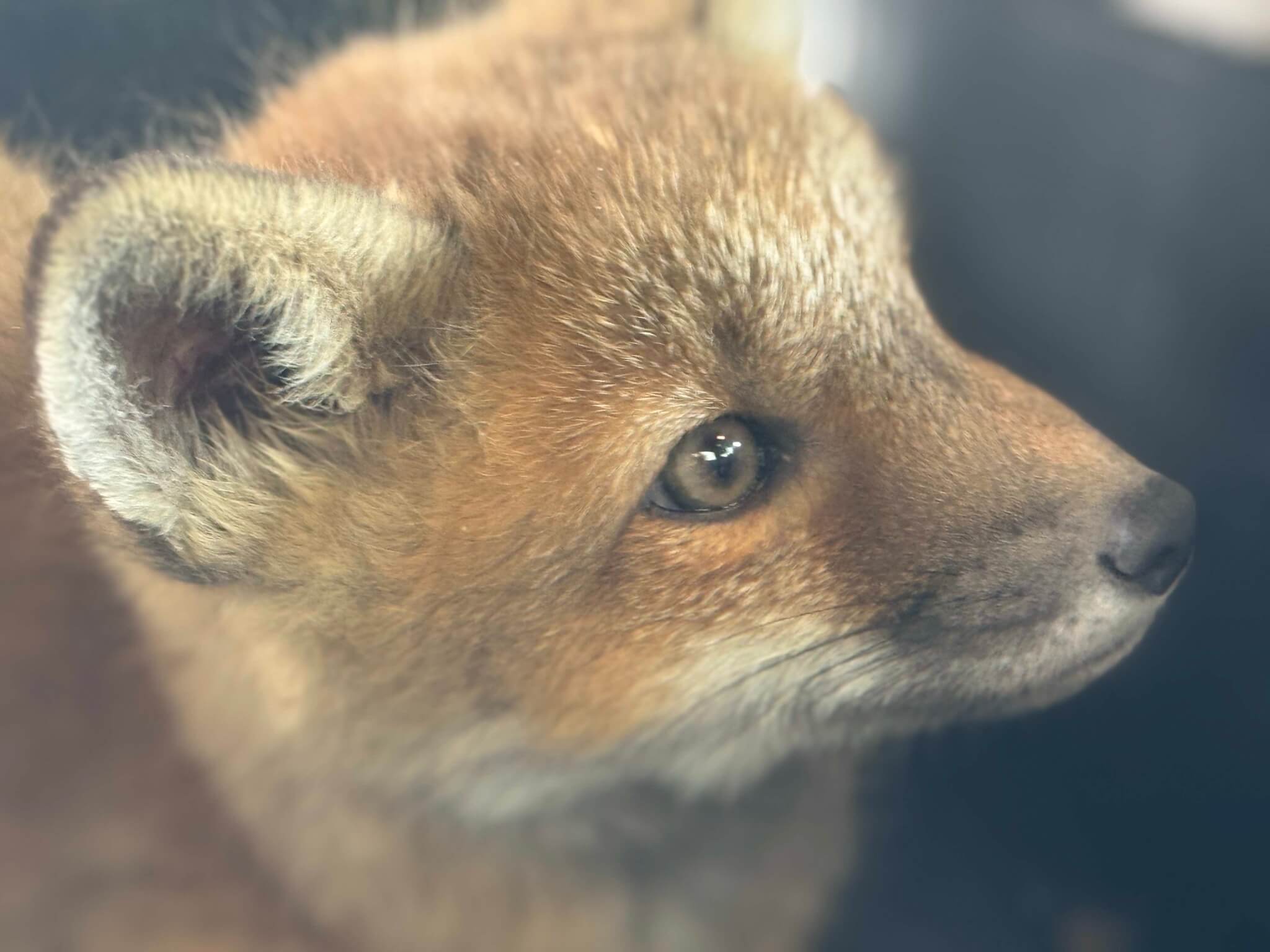 Close-up image of a rescued baby fox with soft fur and expressive eyes, taken after rescue near a steep mountain road